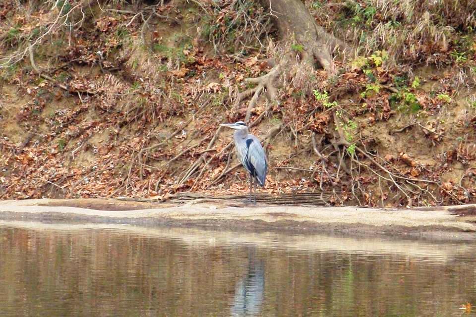 Great Blue Heron