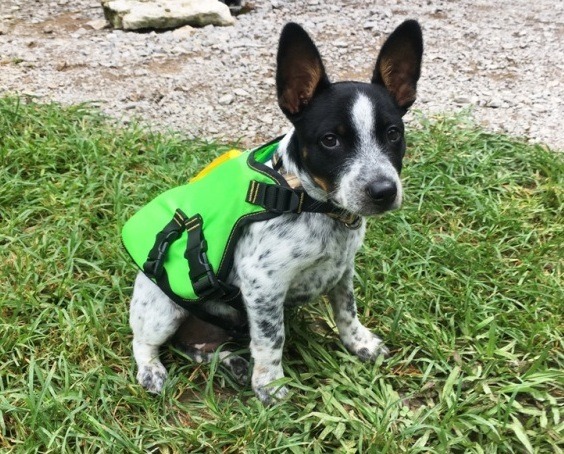 Questions about Dogs - Even Dogs need Lifejackets