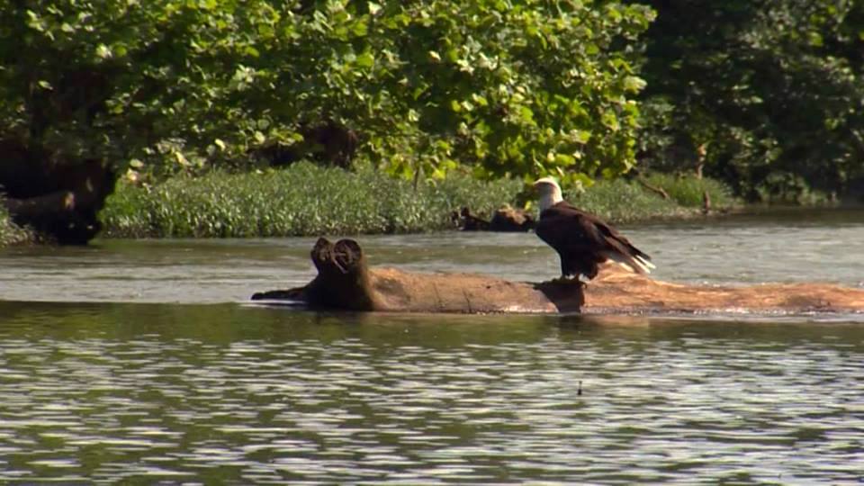 Bald Eagle on the Duck River