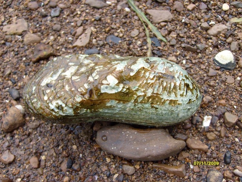 Freshwater Mussel on the Duck River