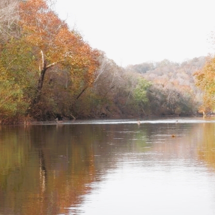 When paddling the Duck River sometimes you see deer along the river