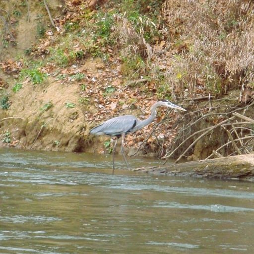 Great Blue Heron on the Duck River