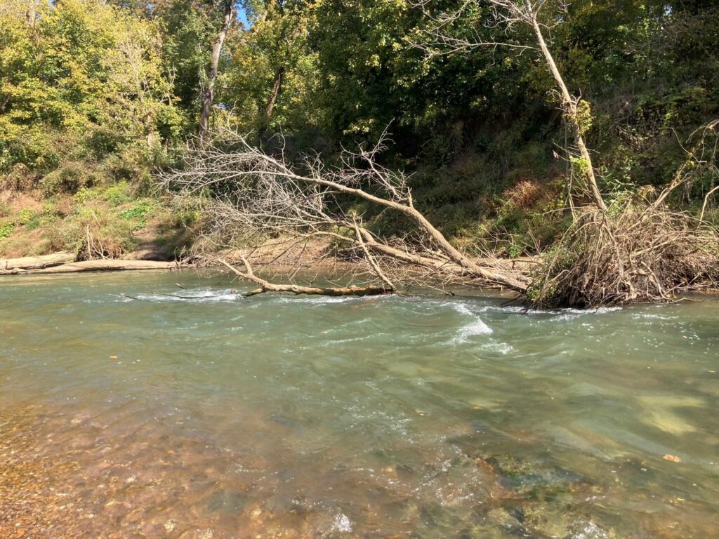 Tree down on Carpenter Bridge